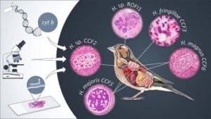 Haemoproteus