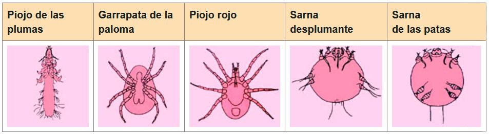 Ectoparásitos están muy extendidos entre las palomas