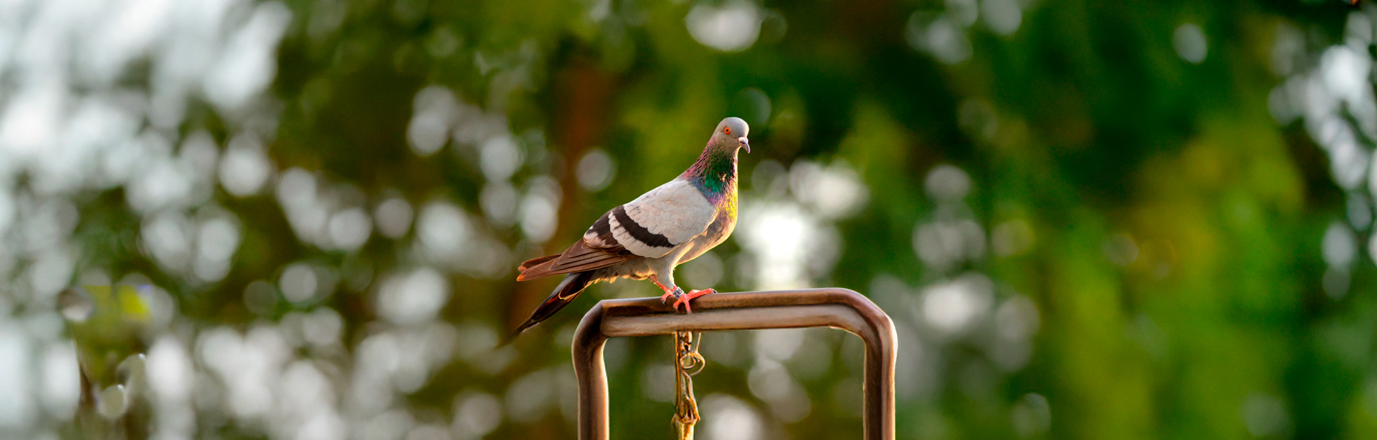 Anillas Columba